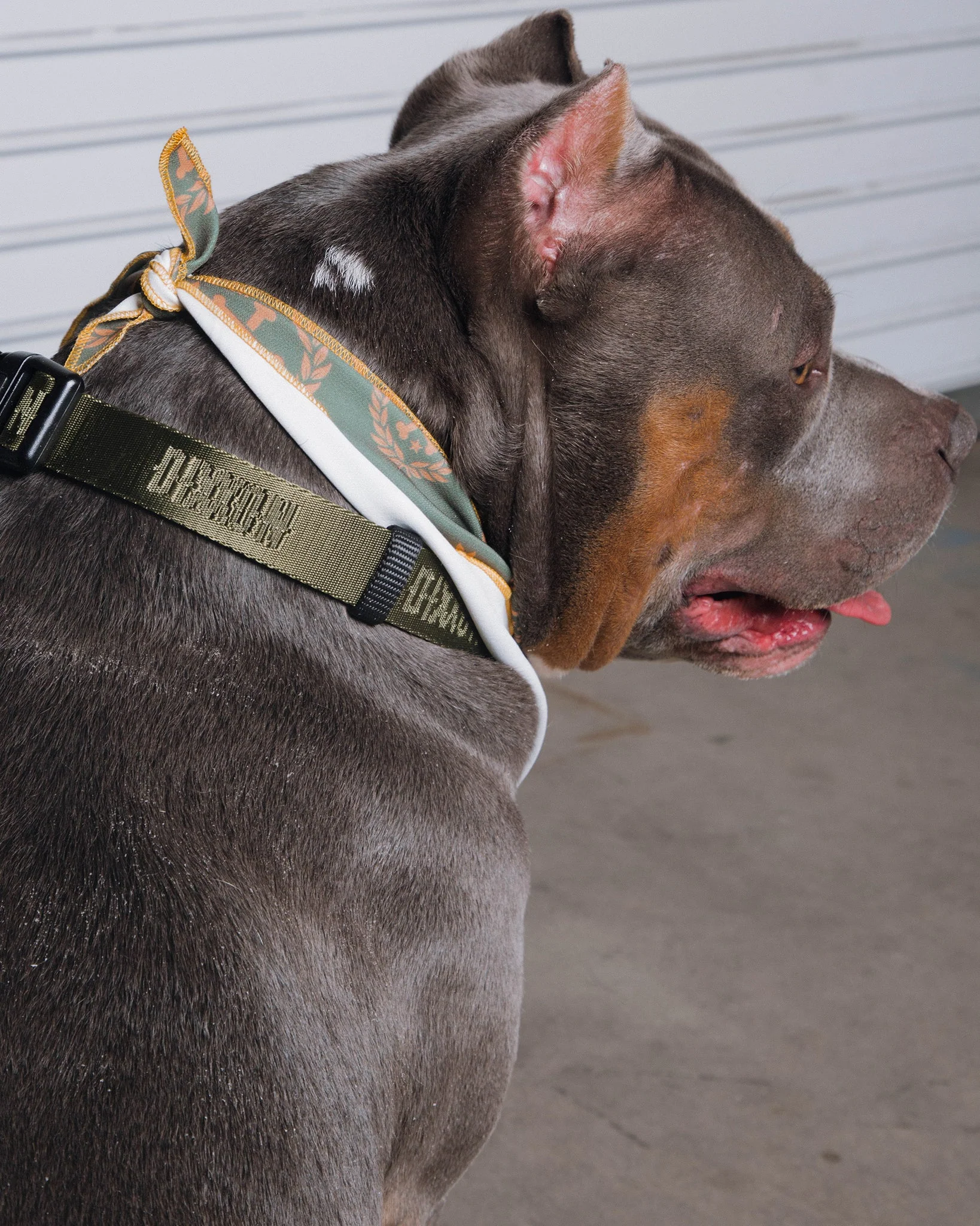 Dixxon Dog Collar - O.D. Green - Image 2