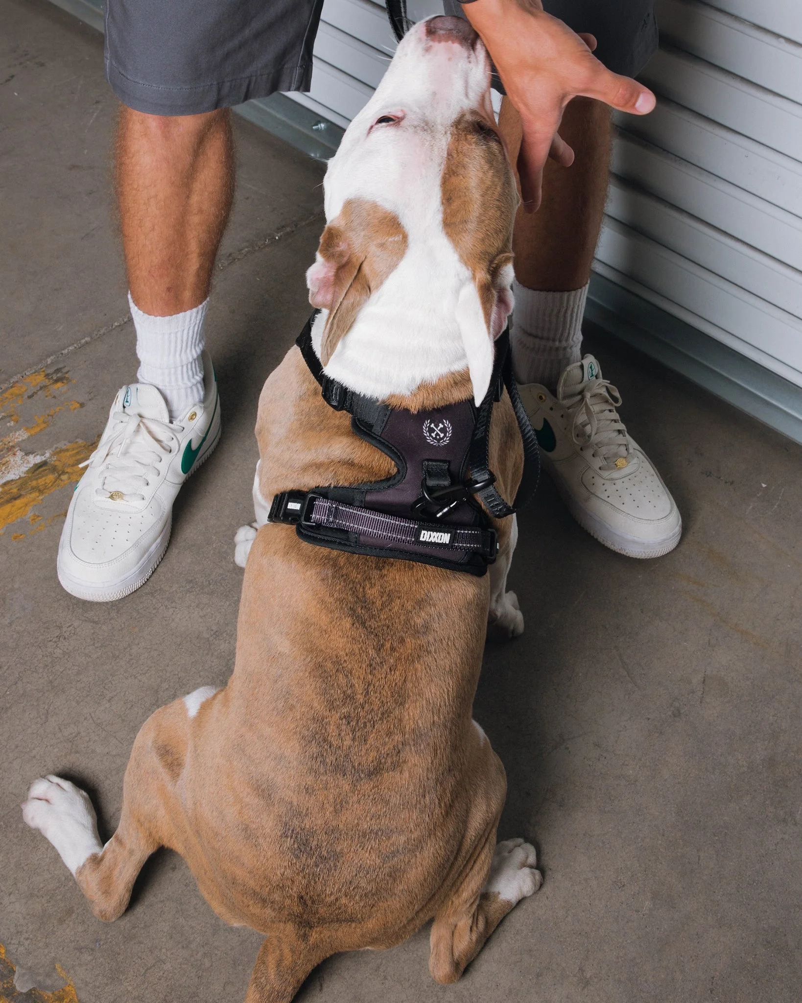 Dixxon Mesh Dog Harness - Black - Image 2