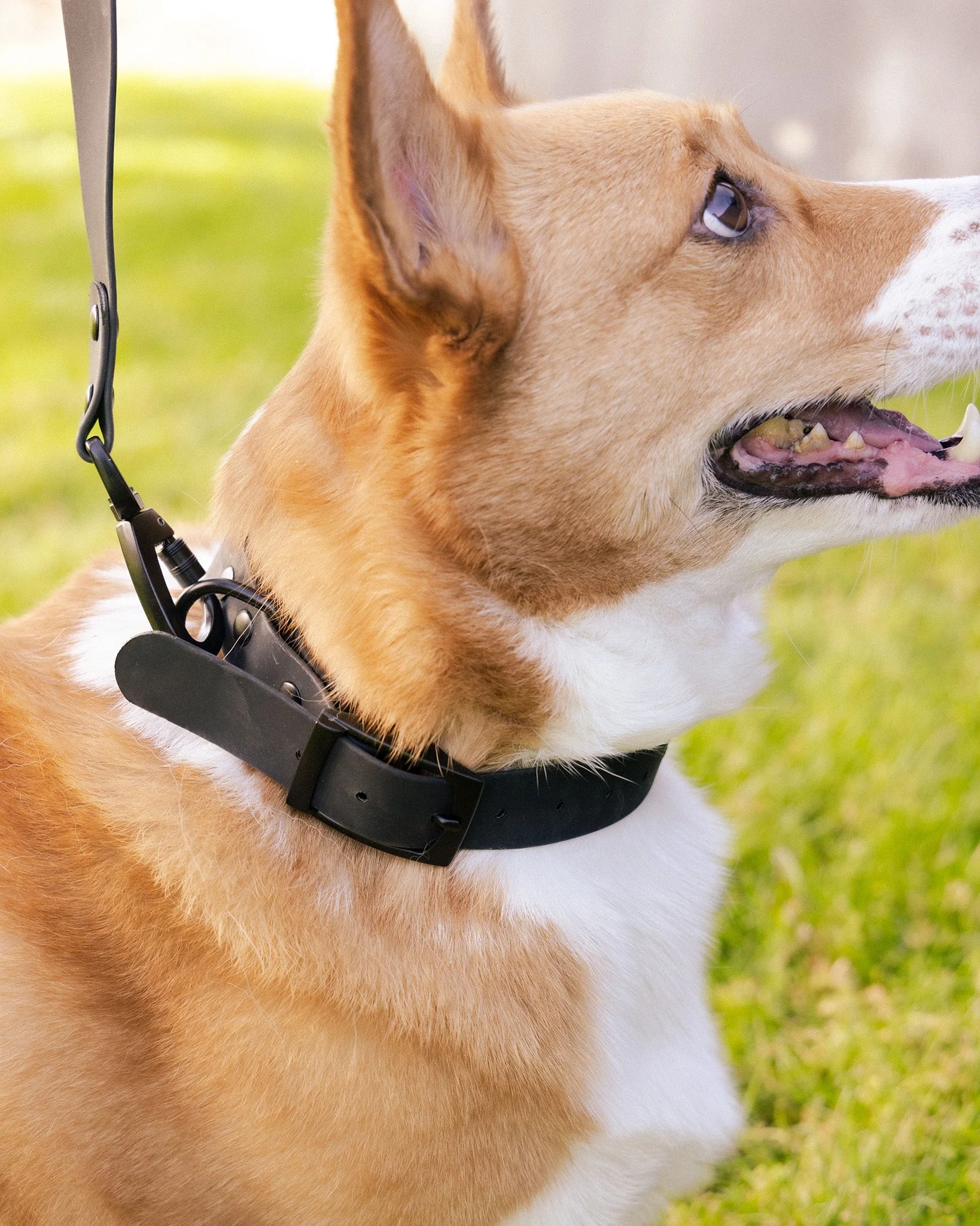 Dixxon Rubber Dog Collar - Black - Image 2
