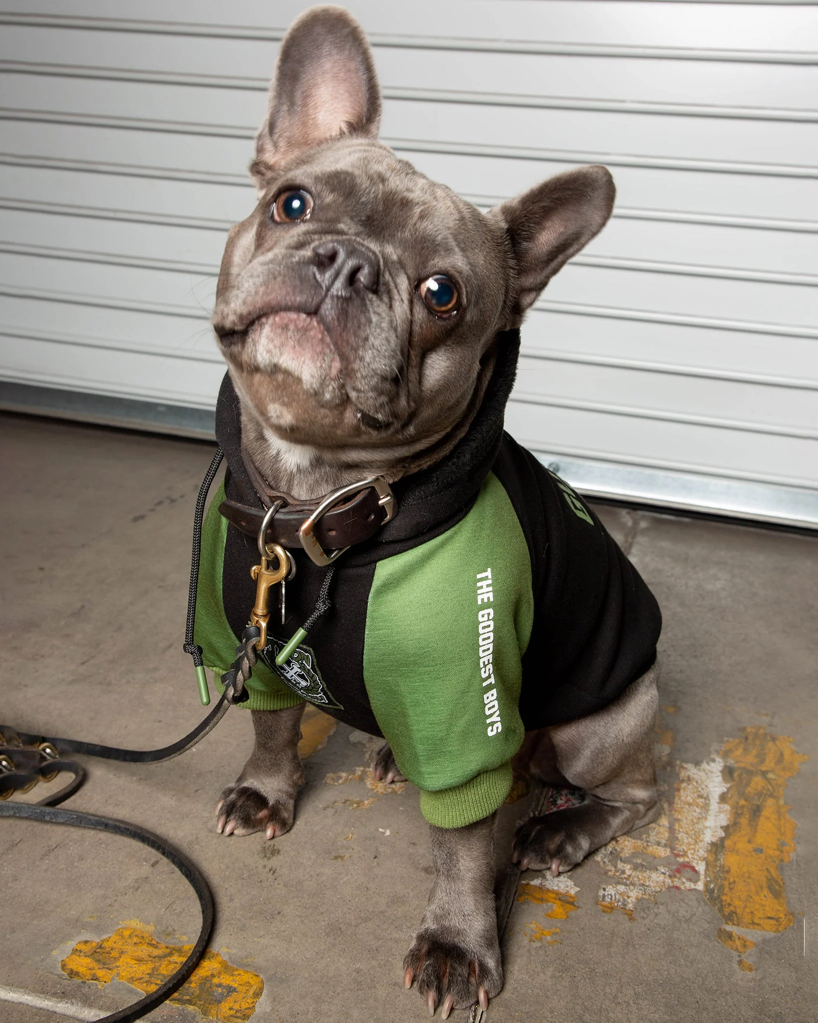 Dog Hoodie - Goodest Boys - Black & Green - Image 2