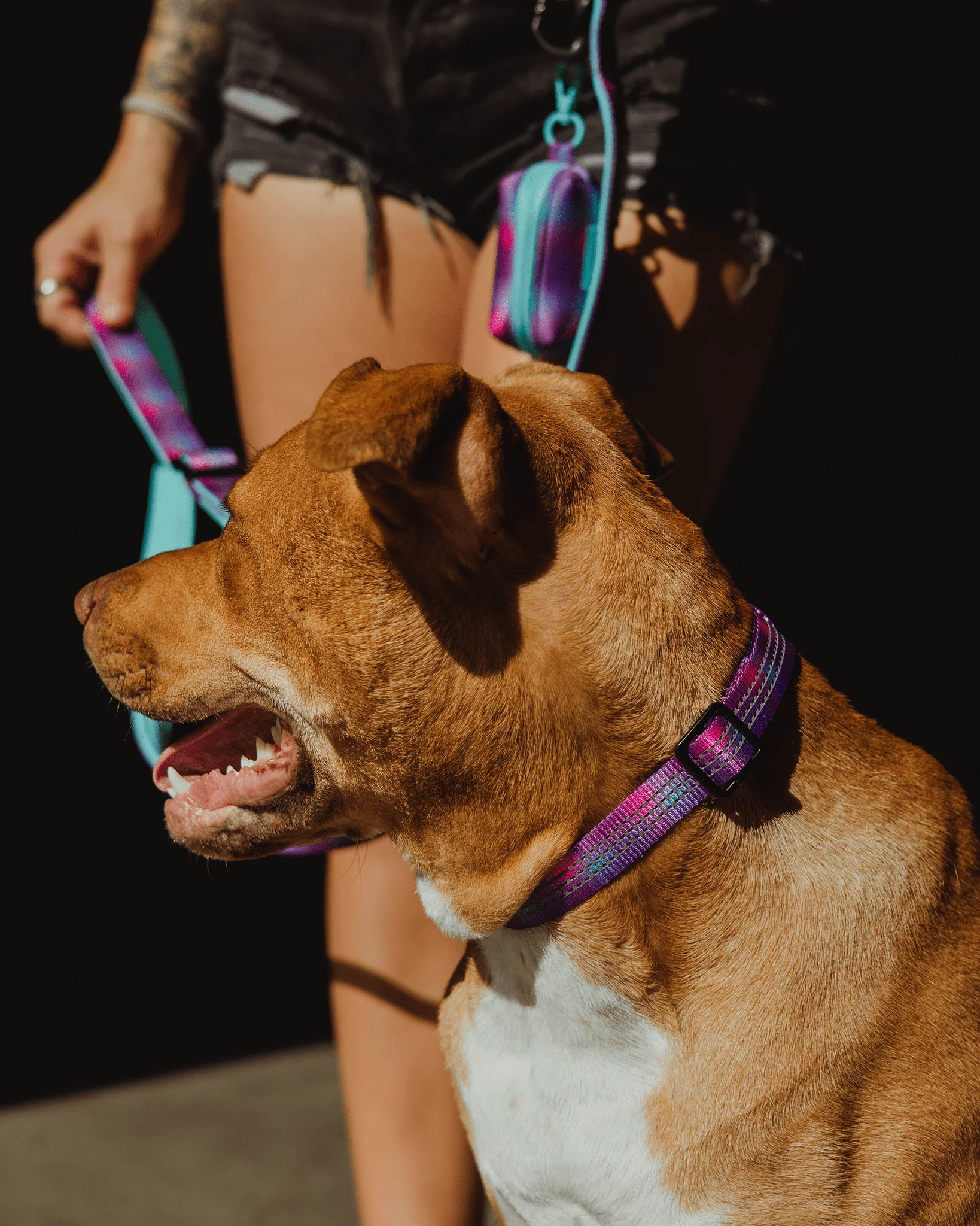 Polyester Dog Collar - Aqua & Pink - Image 2