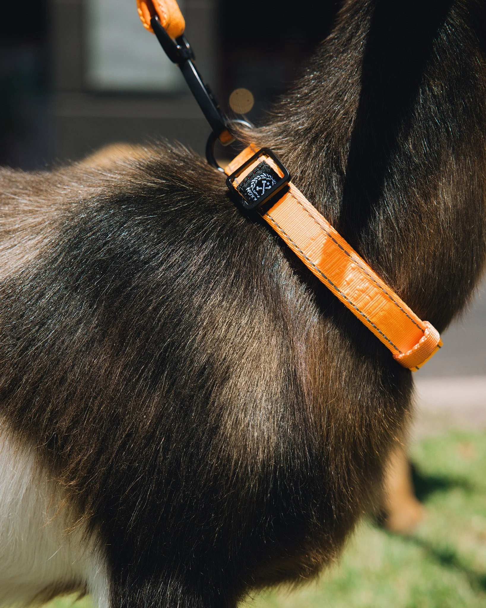 Polyester Dog Collar - Floro Orange - Image 2